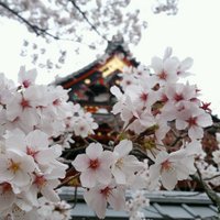 毘沙門堂門跡 (@bisyamondo) Twitter profile photo