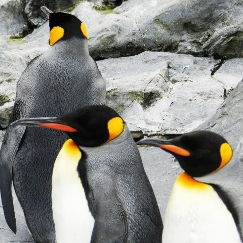 AutomatXshnplkr's profile picture. ずんぐりむっくりのカワイイルックスのペンギンちゃん！彼らはどうして空を飛べないのでしょうか！？只今、自動で１万フォロワーと毎月１万円ゲットできる凄いツイッターツールを無料プレゼント中！こちらからゲット↓