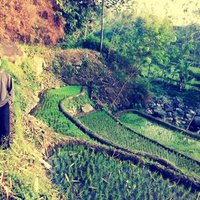 Adika Putra Pangestu (@dika_sensei) Twitter profile photo