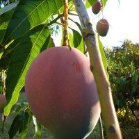Makaha Mangoes (@makahamangoes) 's Twitter Profile Photo