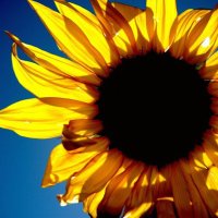 SueW (@whitakersusan) 's Twitter Profile