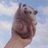 werehedgehog's profile picture