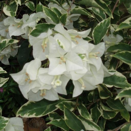 erna_fr's profile picture. 