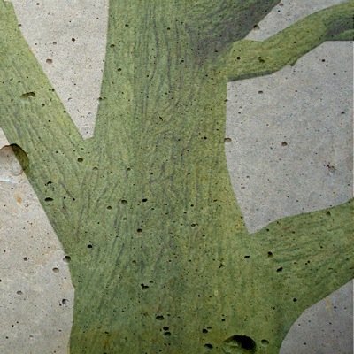 Concrete_Forest's profile picture. 