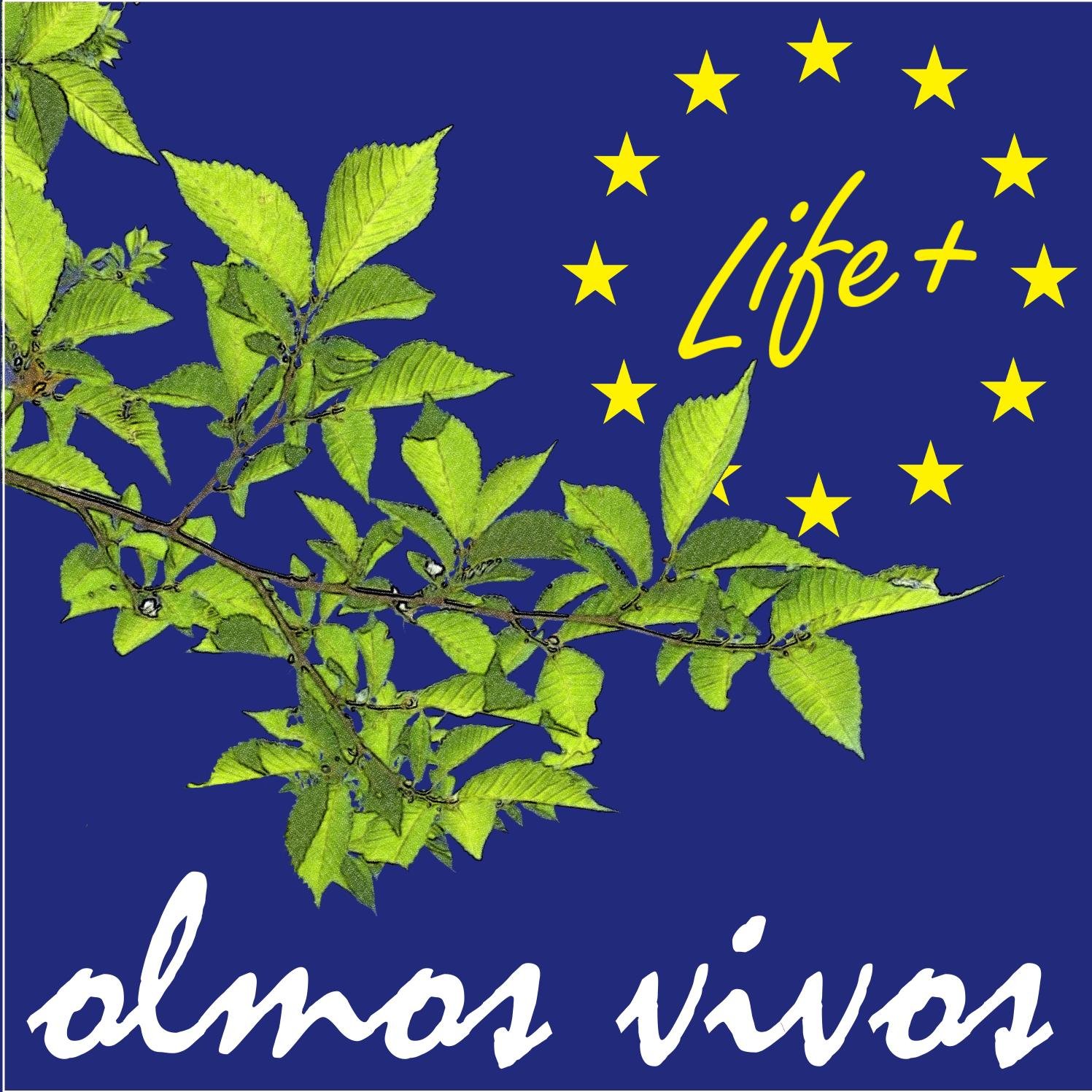 Intentando recuperar los olmos autóctonos. 
Proyecto LIFE 13 BIO/ES/00556 “Restauración de olmos ibéricos (Ulmus minor y U.laevis) en la cuenca alta del Tajo”