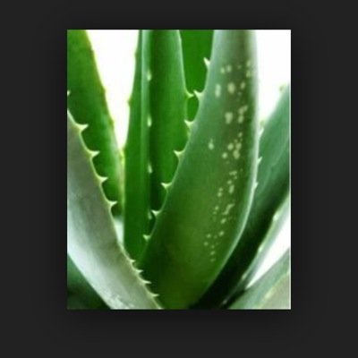 Start_todayFLP's profile picture. I am an Independent Distributor , with a fantastic business opportunity available to people who are focussed on what they want from life :)