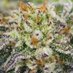 Dynasty Genetics (@dynastygenetics) Twitter profile photo