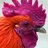 boorooster's profile image