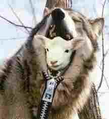 #rplayer wolves r my life XD wants to make new freinds and loves it