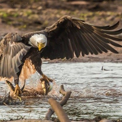 International Award Winning Photographer, Wallace-Pugwash area of Nova Scotia. Wildlife, Birds, Landscapes, Family shoots....definitely not weddings!