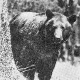 CraftBeerBear's profile picture. Just your average, craft beer drinking, tweeting bear. All opinions are my own and should not necessarily be attributed to my ursine brethren.