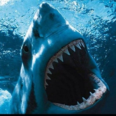 shssharkbite's profile picture. Just a little BITE of what Sharks do every day at SHS!