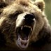 Bradley Bears (@bradleybearsxox) Twitter profile photo