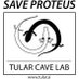 Tular Cave Lab (@tularcavelab) Twitter profile photo Tular Cave Lab (@tularcavelab) Twitter profile photo