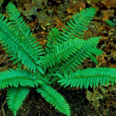 You're beautifern, wonderfern, don't you ever change