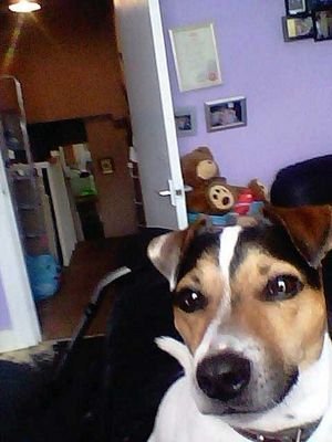 dog xx