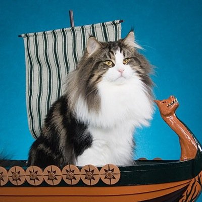 Presenting the fabulous cats of Norway! #Norway #oslo #cats #norwegiancats #catsofnorway