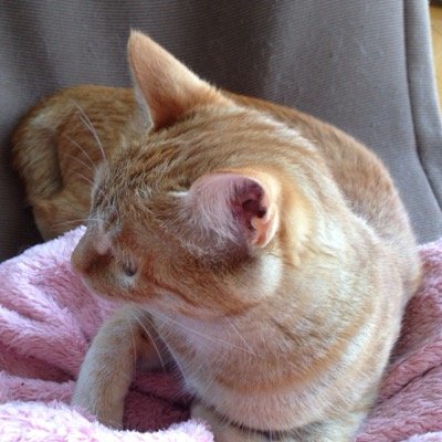 menokote's profile picture. ドドド〜。