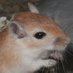 Library_Gerbils (@library_gerbils) Twitter profile photo