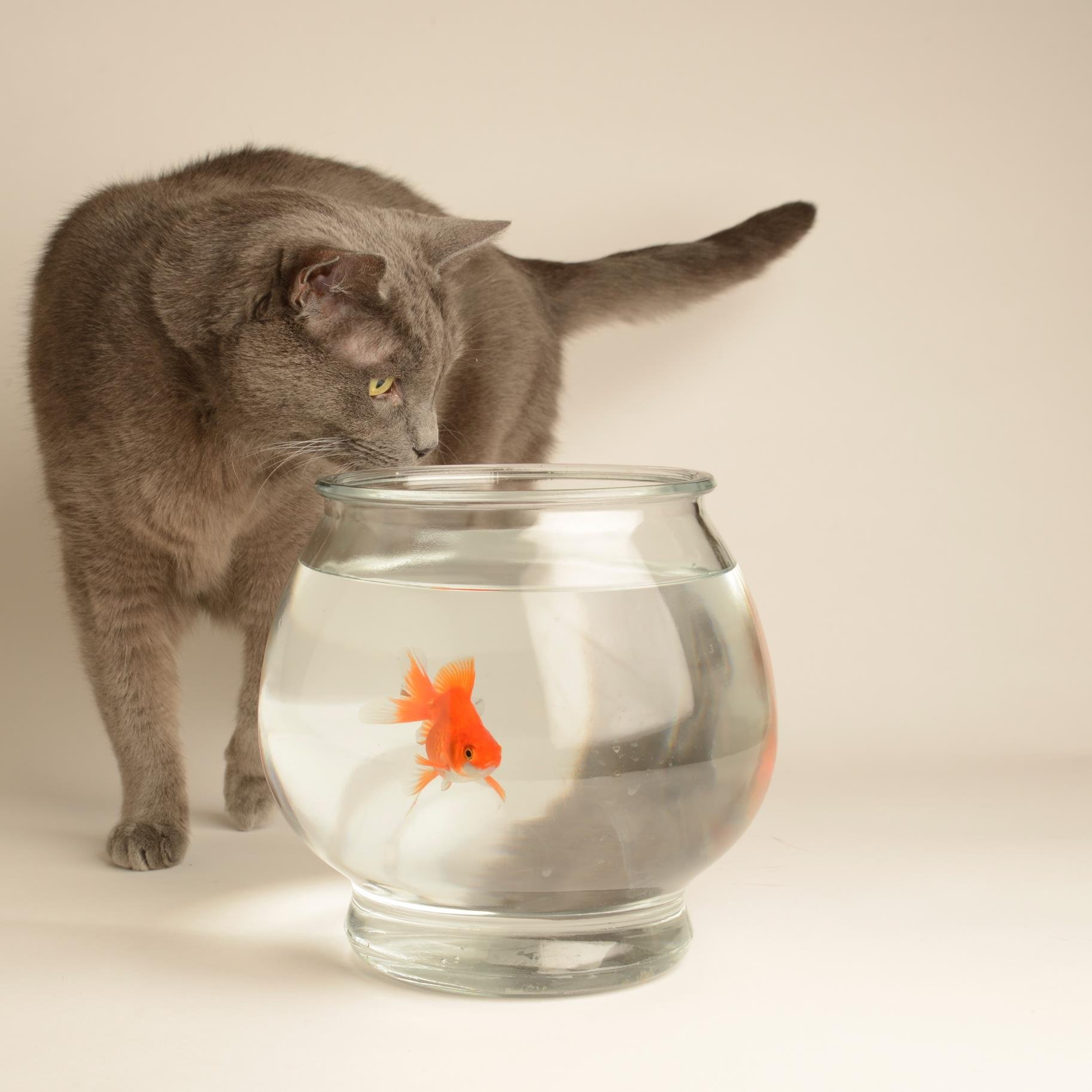 Veterinary Hospital providing personalized pet care. Your other family doctor! https://t.co/kpNvxNEVDj