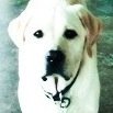 All American Yellow Labrador. Tweets involve food and wine bits from the table. Live with a rabbit I am forbidden to eat. #CheesePlease I'm real. Not a bot.