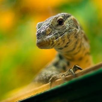 RudiMajerle's profile picture. I like #photography and things related to #nature, #landscape and #macro.