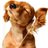 2005_dog's profile image