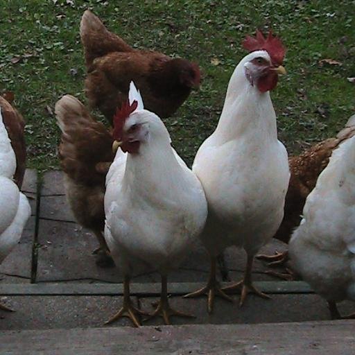 pebblelnchkns's profile picture. Our favorite snacks are grass, grapes, rice and pumpkins 
But we LOVE watermelon!!!!!
Grasshoppers beware we are on the hunt...