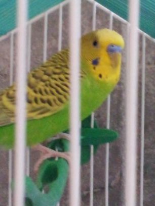 I♥Birds!!!