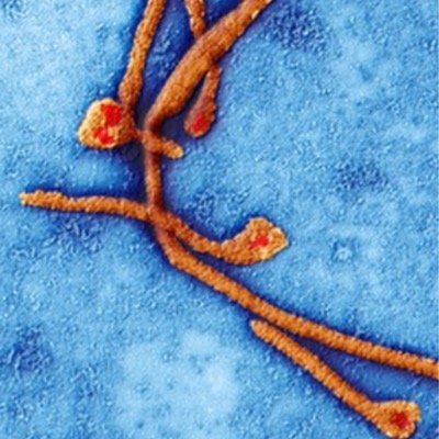 ebolaacount's profile picture. Official account of Ebola