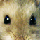 dailyhamster's profile picture. Your daily dose of cute hamsters