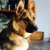NWT SPCA (@nwtspcayk) Twitter profile photo NWT SPCA (@nwtspcayk) Twitter profile photo