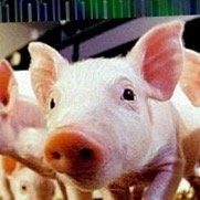 A passionate Pork producer of the Future,