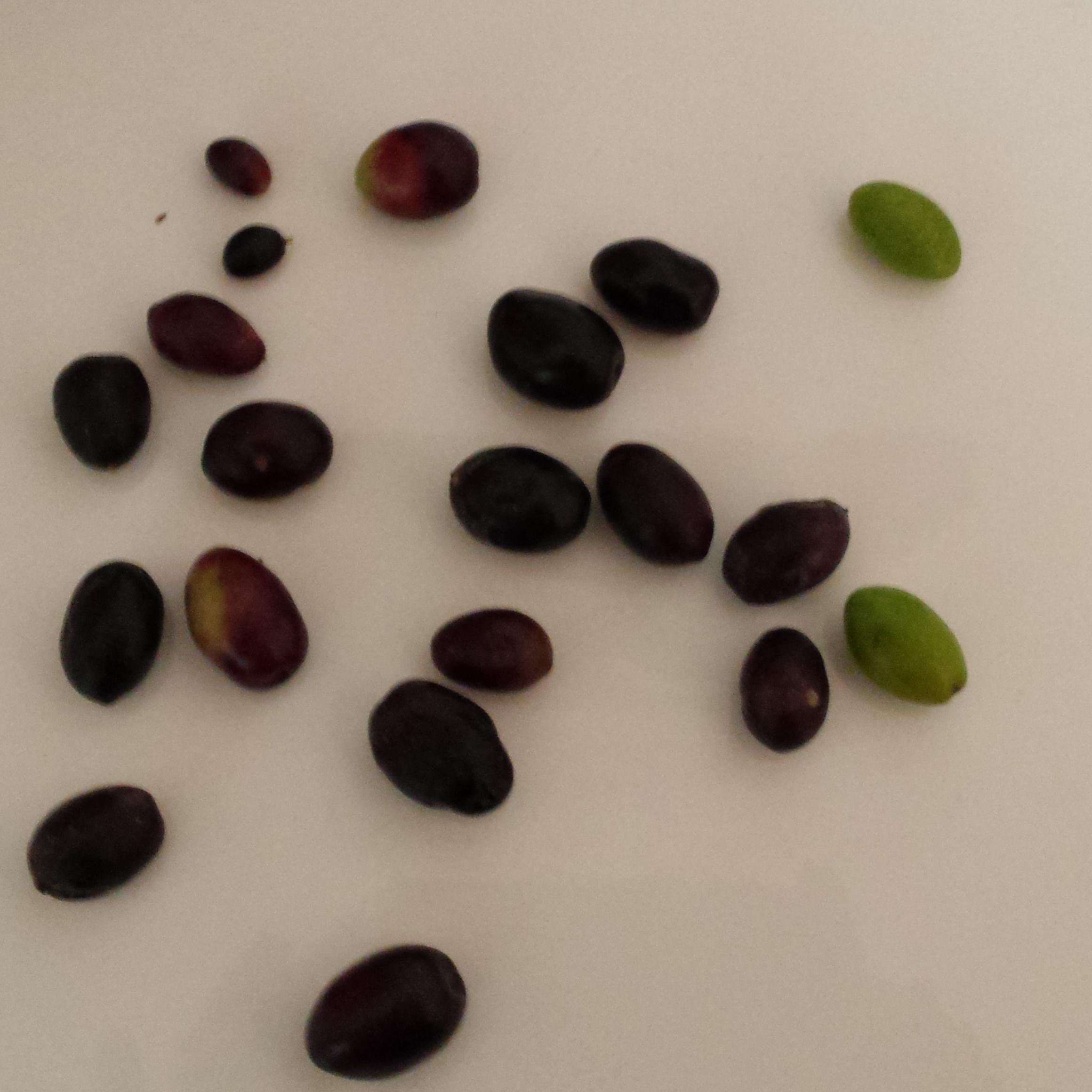 A blog about Mediterranean olive oil