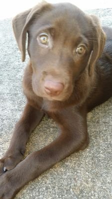 PreacherAdam's profile picture. pastor of new buffalo Baptist church old fashion preaching hymn singing christ honoring church