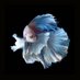 LAHetao (@nyxiaokaka) Twitter profile photo LAHetao (@nyxiaokaka) Twitter profile photo