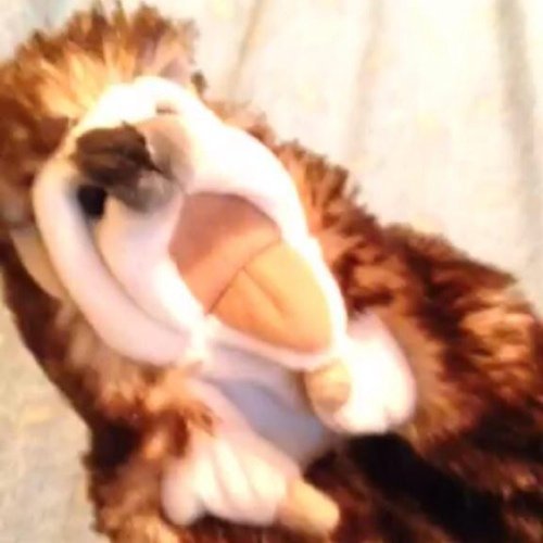 JUST A HEDGEHOG YO