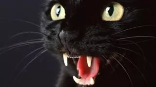 verano631's profile picture. 