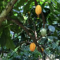 Andrew Tucker (@chocolatetucker) 's Twitter Profile Photo