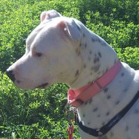 David Pasztor (@davidpasztor) 's Twitter Profile