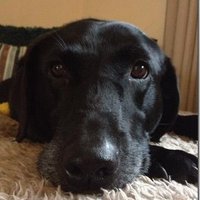 Sharon Webster (@swebster59) 's Twitter Profile