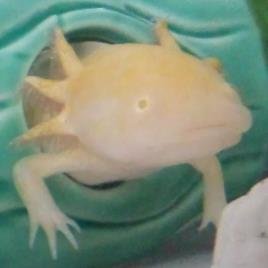 金ちゃん ウーパールーパー 本日のリラックスポーズ 長い時間この場所でこのポーズ 泳ぎだしたら またここに戻ってこのポーズ 気に入ったのかな W ウーパールーパー 金ちゃん Http T Co hubdtmmo