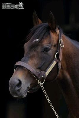 ムッシュ競馬鹿のアイコン