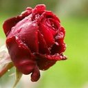 Marjan Kamali - @KamaliMarjan - Twitter