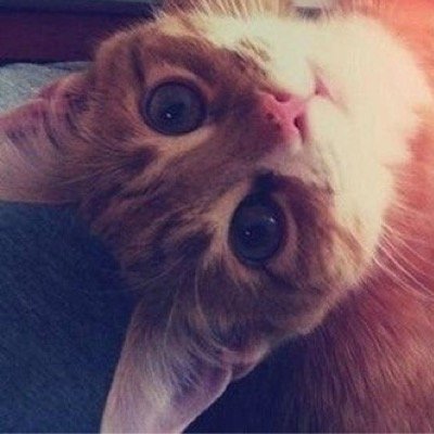 porkoroko's profile picture. 