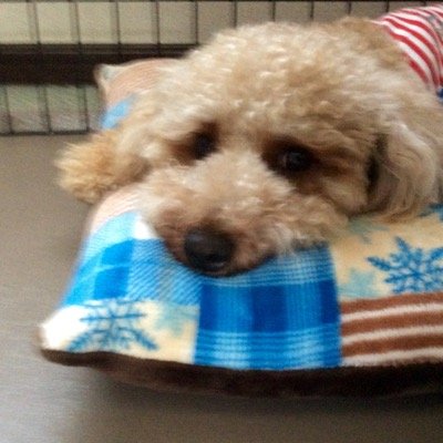 愛犬大好き。 近藤レーシング好き 今月の鈴鹿サーキット楽しみです。 B'z大好きで愛犬以上にもう夢中です。Liveチケ当たりますように  。                          最近、めっちゃ不定期やってます。すみません