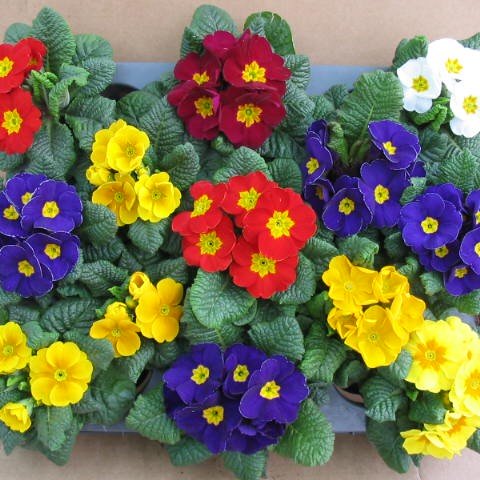 msprimula's profile picture. 