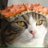 purin_sweet's profile image