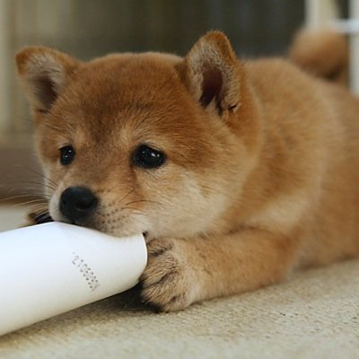 しょこら
