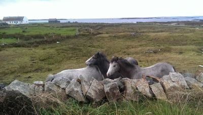 Meath native, farmers daughter, hotel management trained, currently working with LEO, Meath. Married to Kildare man, G4MO. ( views/tweets are my own)